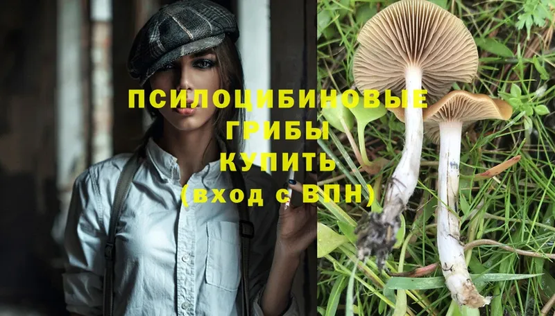 Псилоцибиновые грибы Psilocybine cubensis  Алупка 